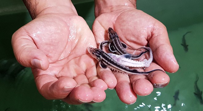 Mersin balığı üretiminde 80 bin yavruya ulaşıldı