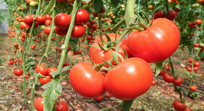 Mersin'de domatesler dalında kaldı
