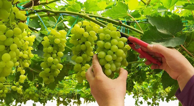 Mersin'de, örtü altı üzüm hasadı