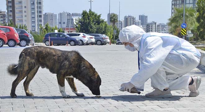 Mersin'de, sokak hayvanları unutulmadı