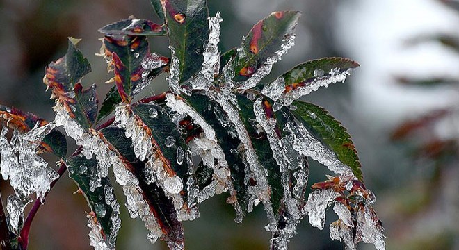 Meteoroloji'den 3 il için don uyarısı