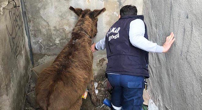 Metruk binada bağlı bırakılan eşek, kurtarıldı