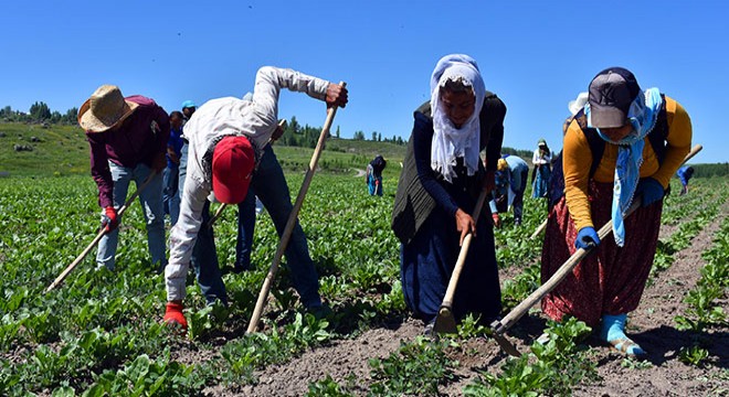 Mevsimlik tarım işçilerinin şeker pancarı mesaisi