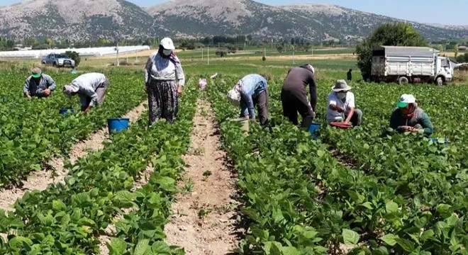 Mevsimlik tarım işçileri için önemli adım