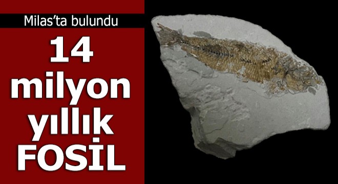 Milas'ta 14 milyon yıllık balık fosili bulundu