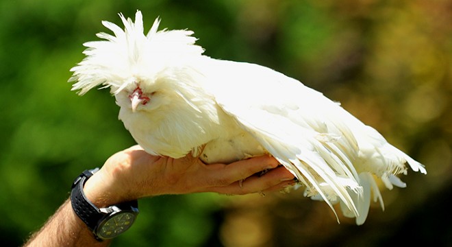 Milli ırk Osmanlı Sultan tavukları hobicilerin gözdesi