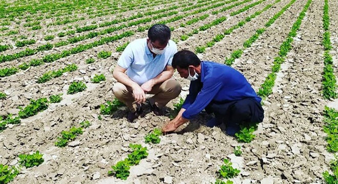 Milli yerfıstığı ekimi başladı