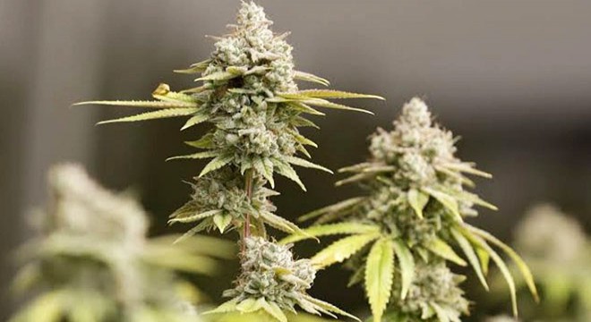 Minibüsten 20 kilo 736 gram esrar ele geçirildi