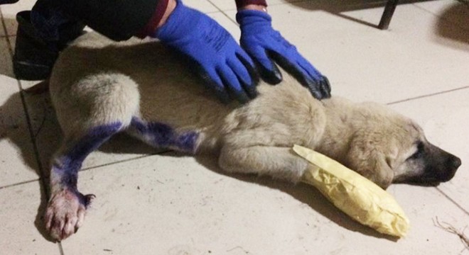 Minibüsün çarptığı köpek tedaviye alındı