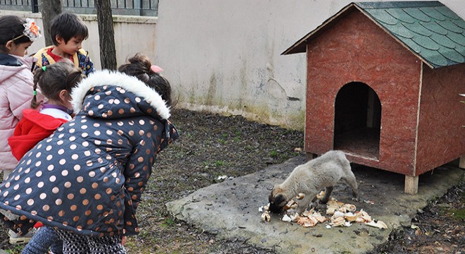 Minik öğrenciler, 'Pamuk'a okul bahçesinde bakıyor