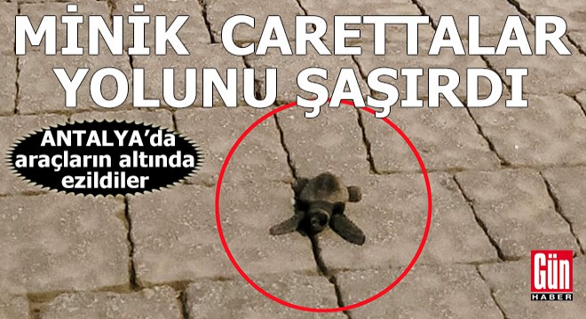 Minik carettalar yolunu şaşırdı