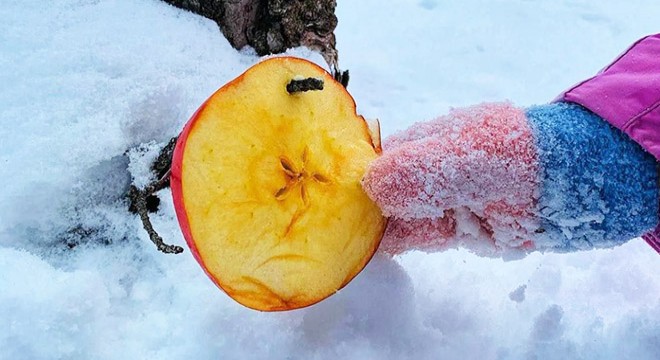 Minikler, kuşların aç kalmaması için ağaçlara meyve astı