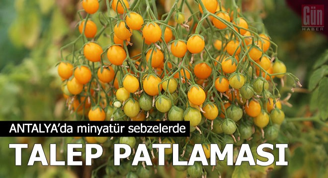 Minyatür sebzelerde talep patlaması