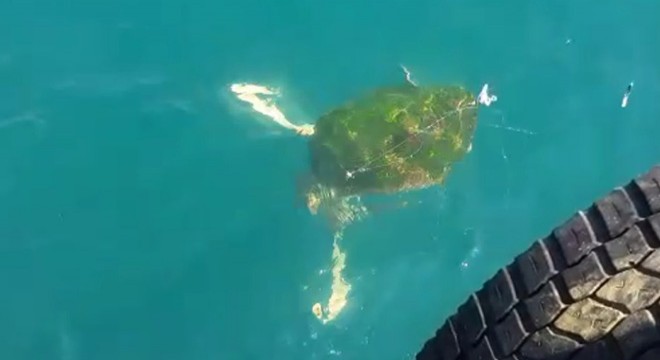 Misinalara dolanan caretta caretta kurtarıldı