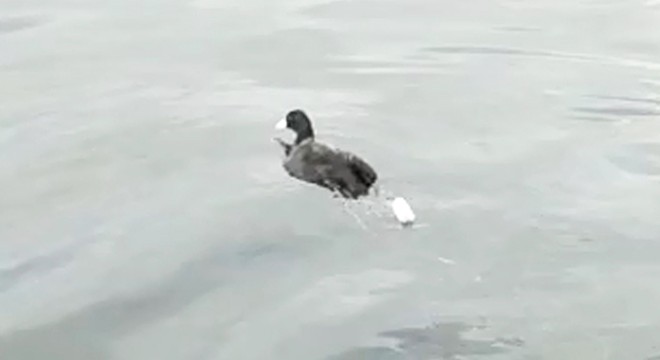 Misinaya takılan Sakarmeke kuşunu kurtardı