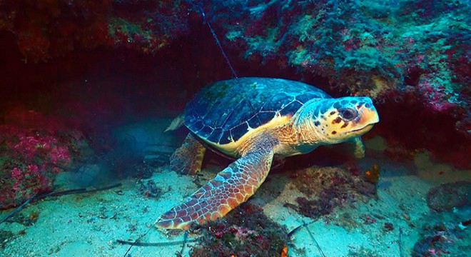 Misinaya takılan caretta caretta ölümden kurtarıldı