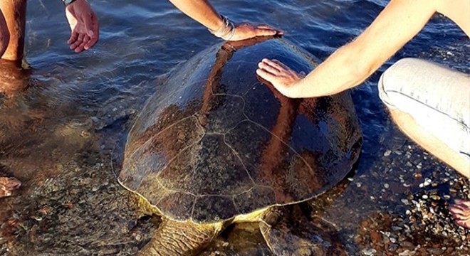 Misinaya dolanan caretta carettayı kurtardılar