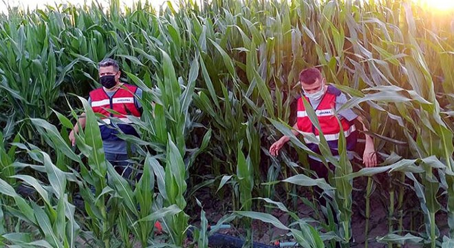Mısır tarlasına ekili 84 kök kenevir ele geçirildi: 1 gözaltı