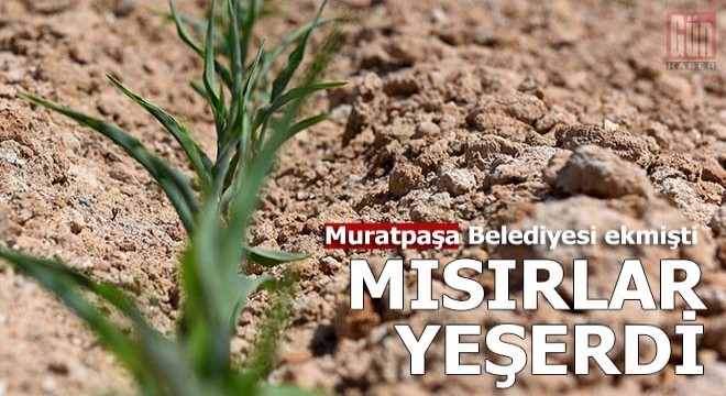 Mısırlar yeşerdi