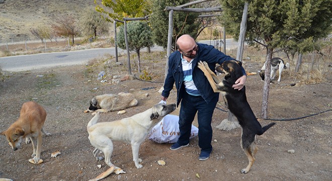 Mobilya ustası, 60 kilometre gidip, 30 köpeği besliyor