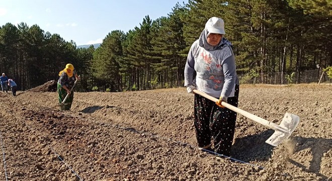 Mucize bitkinin ekimi yapıldı