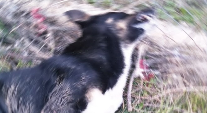 Mudanya'da yine 'zehirlenen' köpekler öldü