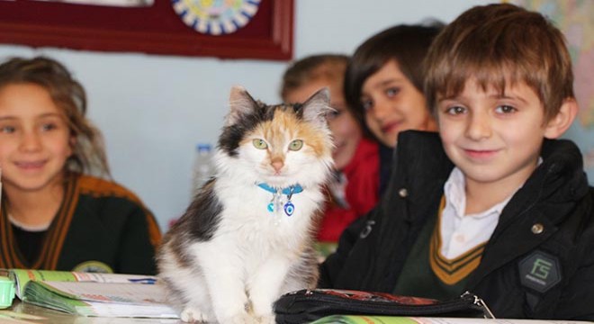 Müdürün sahiplendiği sokak kedisi okulun maskotu oldu