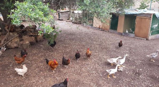 Müezzin, tavuklarına saldıran köpeği öldürdüğü iddiasıyla gözaltında
