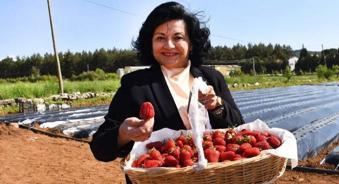 Muğla'da çilek hasadı