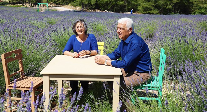 Muğla'da lavanta sezonu açıldı