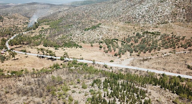 Muğla'da yanan alanlar küllerinden doğuyor