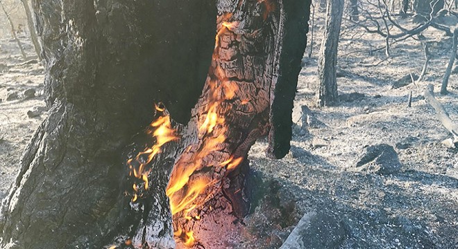 Muğla'daki orman yangınları kısmen kontrol altında