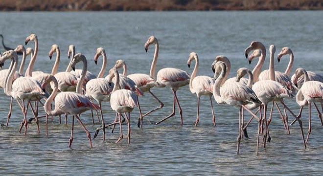 Muğla'nın erkenci flamingoları