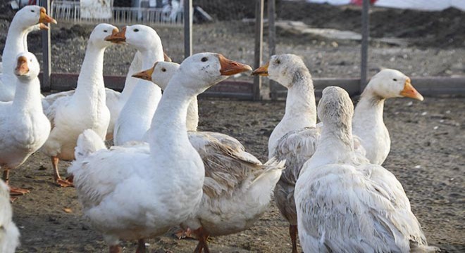 Mühendis, okuduğu haberlerden etkilenip kaz çiftliği kurdu