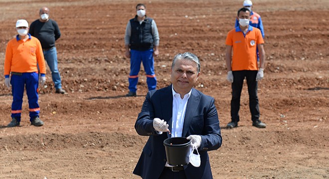 Belediye mısır ekti, başkan 'boş arazilere ekim' çağrısı yaptı