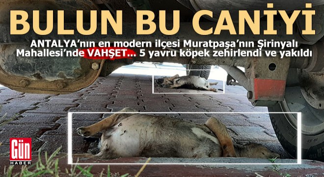 Muratpaşa Şirinyalı Mahallesi'nde 5 yavru köpeği katlettiler