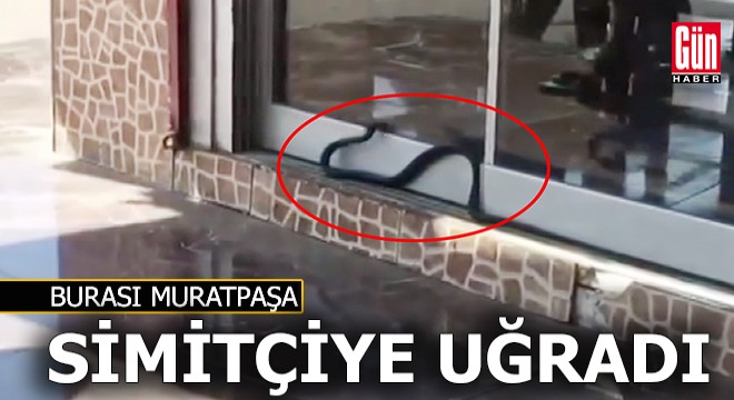 Muratpaşa'da 1.5 metrelik karayılan görüntülendi