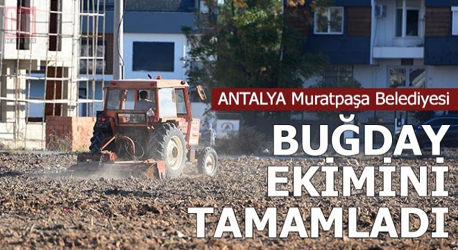 Muratpaşa'da buğday ekimi tamamlandı