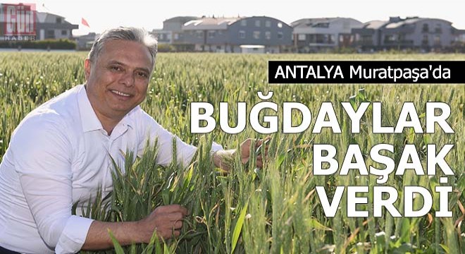 Muratpaşa'da buğdaylar başak verdi