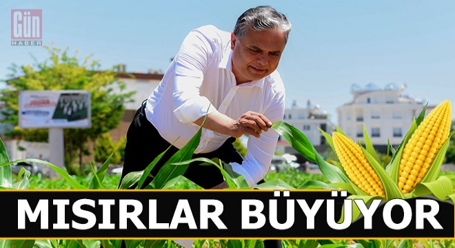 Muratpaşa'da mısırlar büyüyor