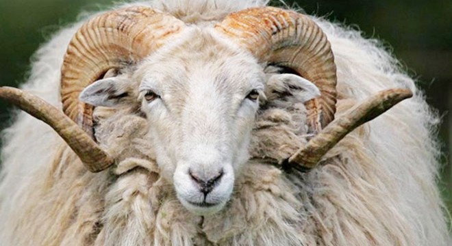 Muratpaşa'da randevulu kurban kesimi