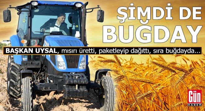 Muratpaşa'da şehrin göbeğinde buğday tarlası