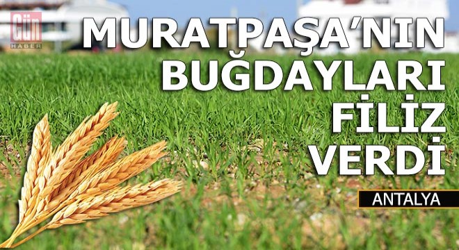Muratpaşa'nın buğdaylar filiz verdi