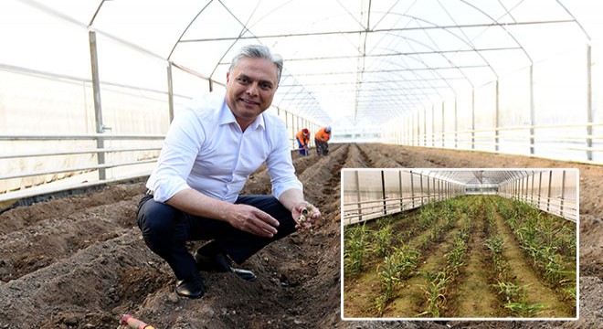 Muratpaşa'nın deneme üretimi zencefilleri filizlendi