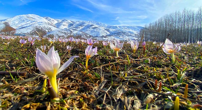 Muş Ovası'nda kardelen güzelliği