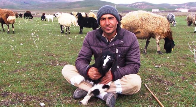 Muş Ovası yeşile büründü, küçükbaş hayvanlar meraya çıkarıldı