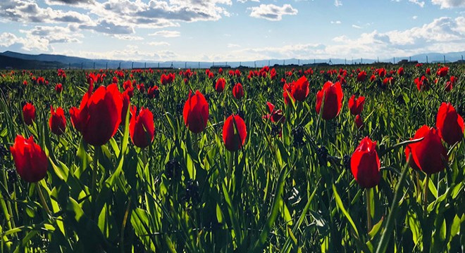 Muş lalelerini ziyarete  koronavirüs  engeli