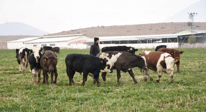 Müteahhitliği bıraktı, hayvan çiftliği kurdu