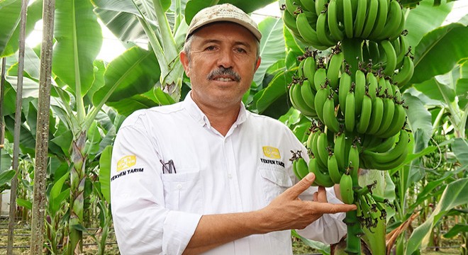 Muz virüs tehdidinde