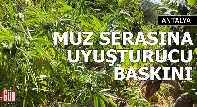 Muz serasına uyuşturucu baskını